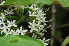 Pavetta crassicaulis